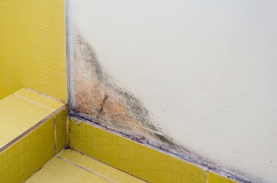 Tips for Keeping Your Bathroom Mold-Free